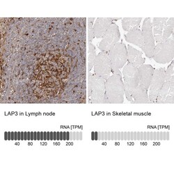 LAP3 Antibody, Novus Biologicals 0.1mL; Unlabeled:Antibodies, Polyclonal
